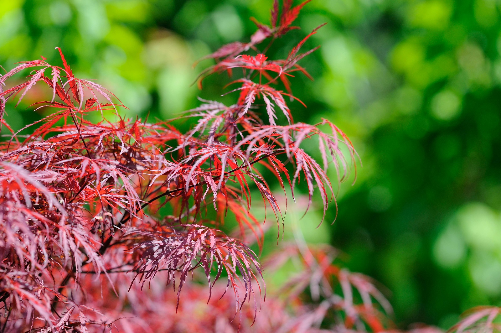 DSC_0145-X3.jpg