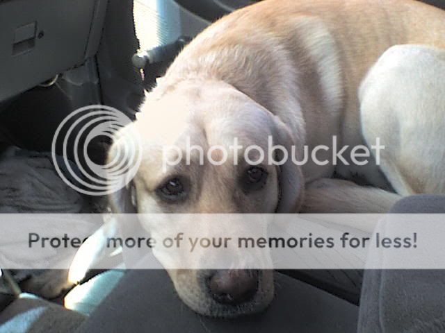 my dog ( yes very bored)