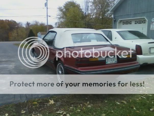 mustang5.jpg
