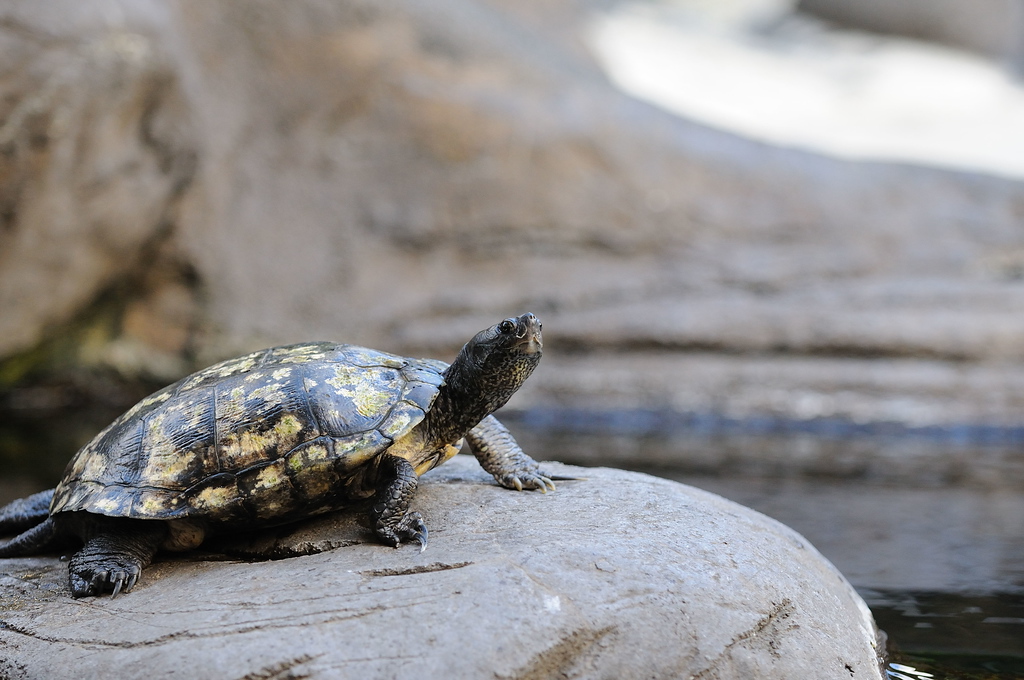 Hawaiian Wildlife