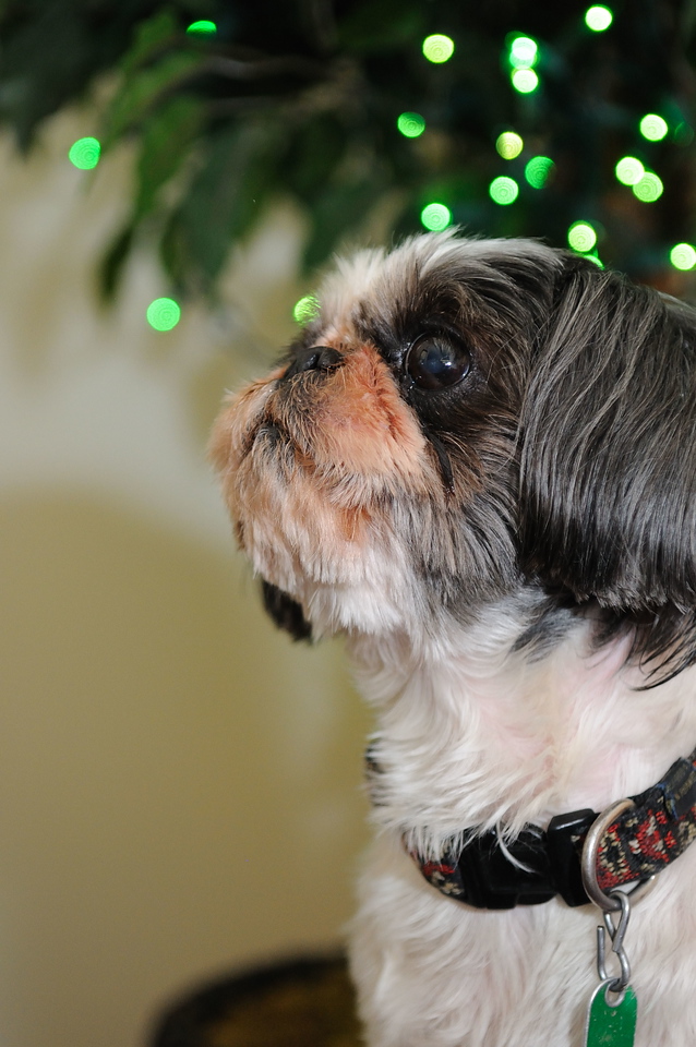 Molly's Portraits
