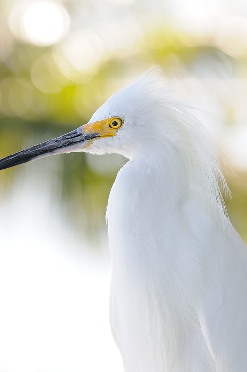 Sanibel Island Egret