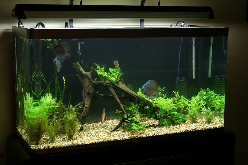 newtank2.jpg