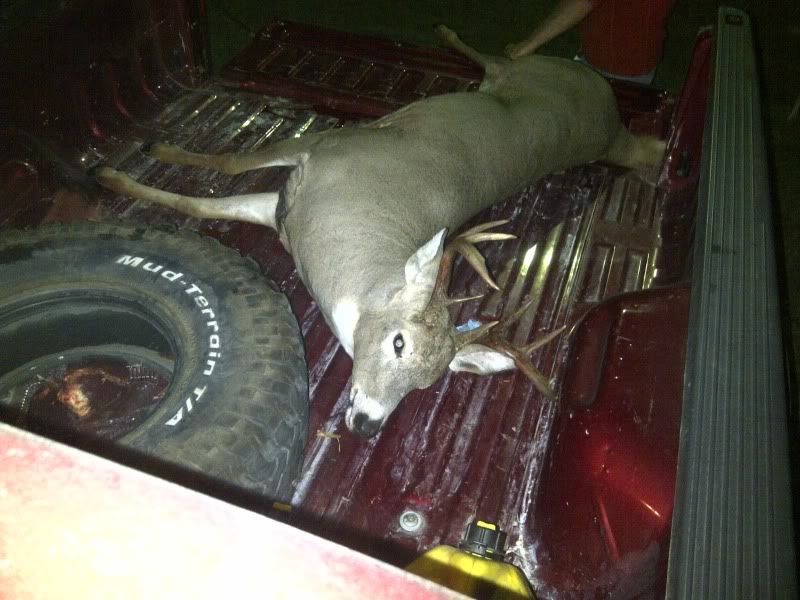 whitetail002.jpg