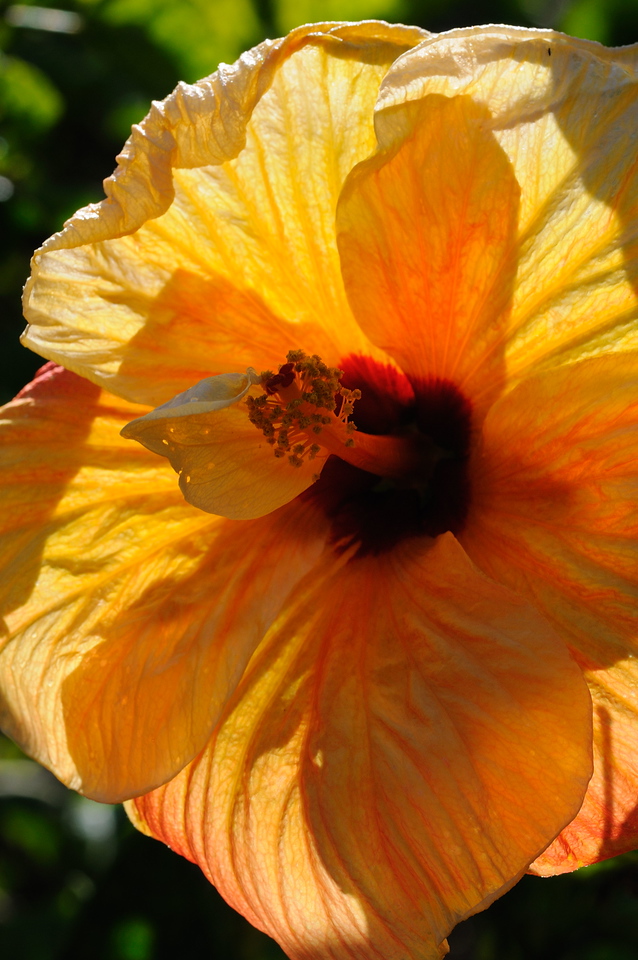 Hawaii Trip - April 23, 2008, Hibiscus