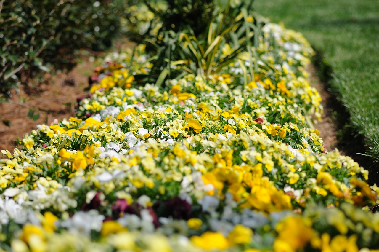 WRAL TV5 Gardens, Raleigh, NC - April 18, 2009