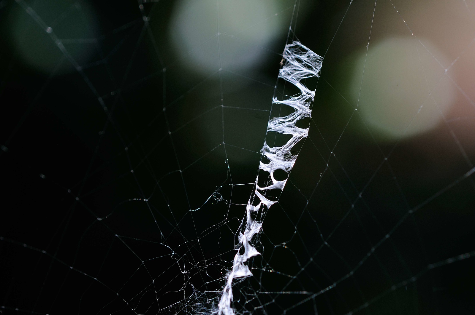 DSC_00005-X3.jpg