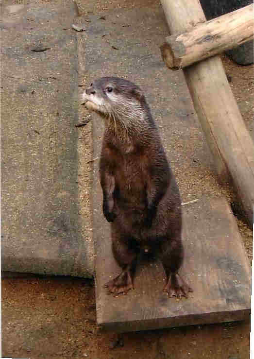 asian-clawed-otter-standing.png
