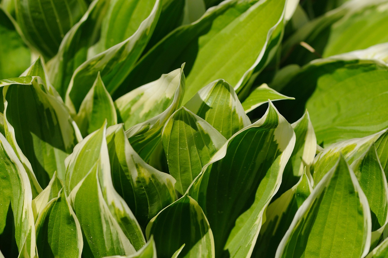 Spring 2009 Hostas