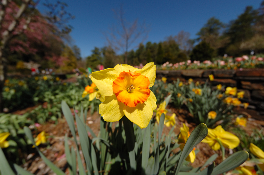 Duke Gardens - March 29, 2009