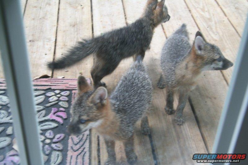 backyard-fox-kits.jpg