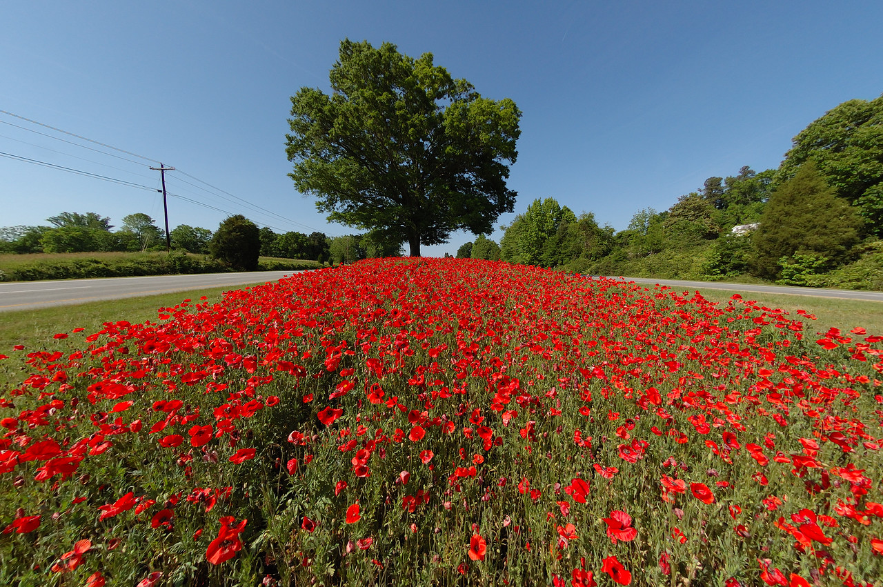 Poppy Field