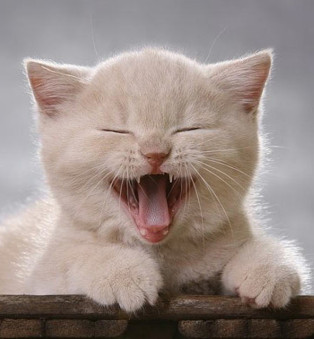 laughing_kitten.jpg