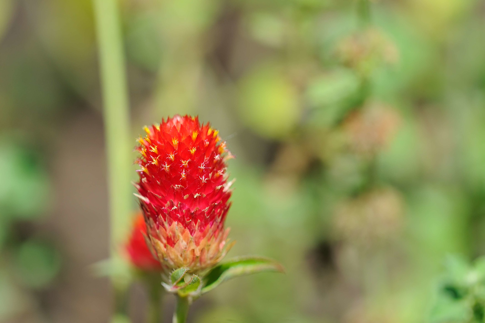 DSC_00212-X3.jpg
