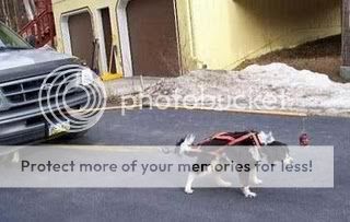 funny-bad-photos-dog-pulling-car.jpg