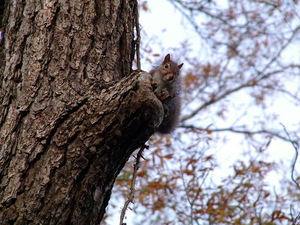 squirrel.jpg