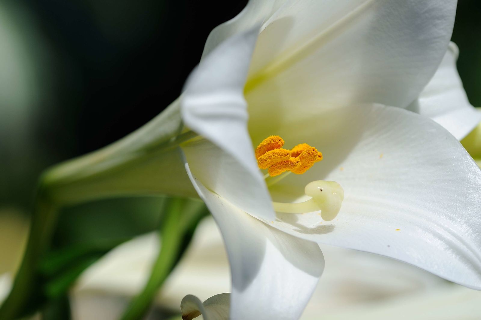 DSC_00139-X3.jpg