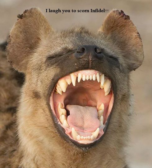 HyennaInfidel_zpscb8fa4b4.jpg