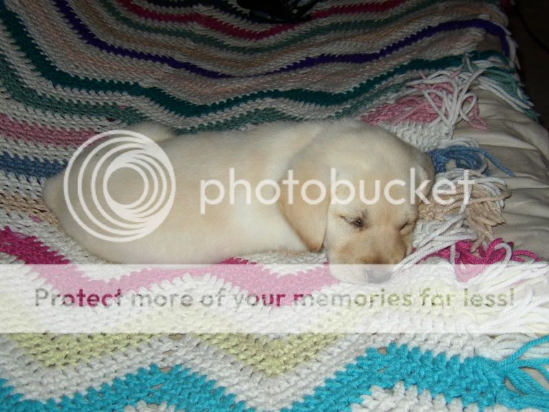 my dog ( yes very bored)