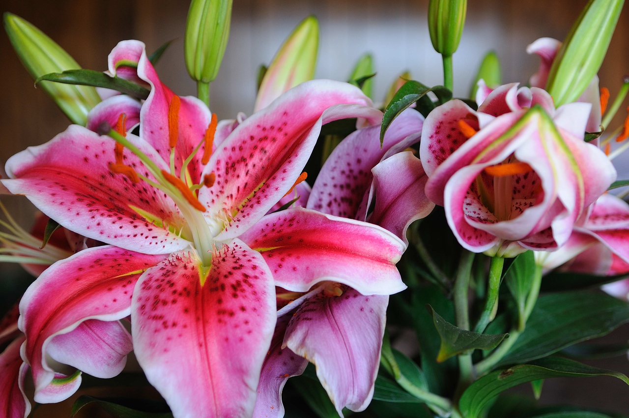Stargazer Lili