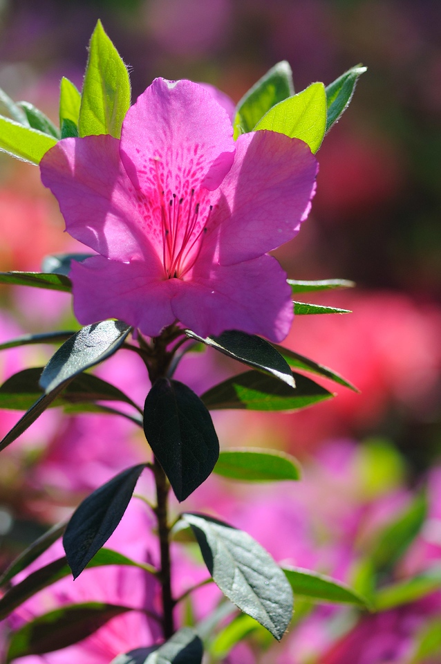 WRAL TV5 Gardens, Raleigh, NC - April 18, 2009