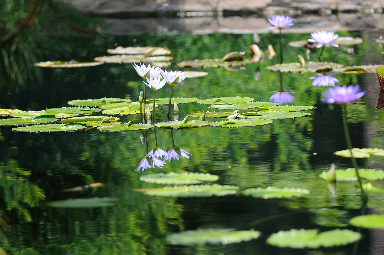 Duke Gardens - July 18, 2009