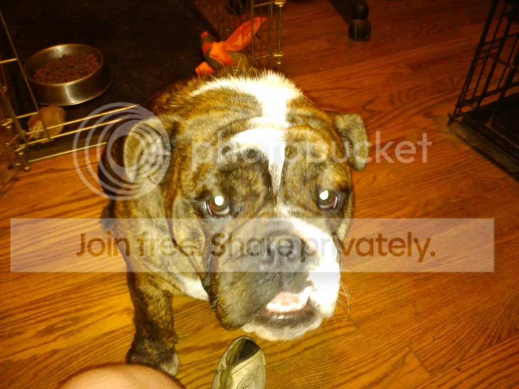 New Dog