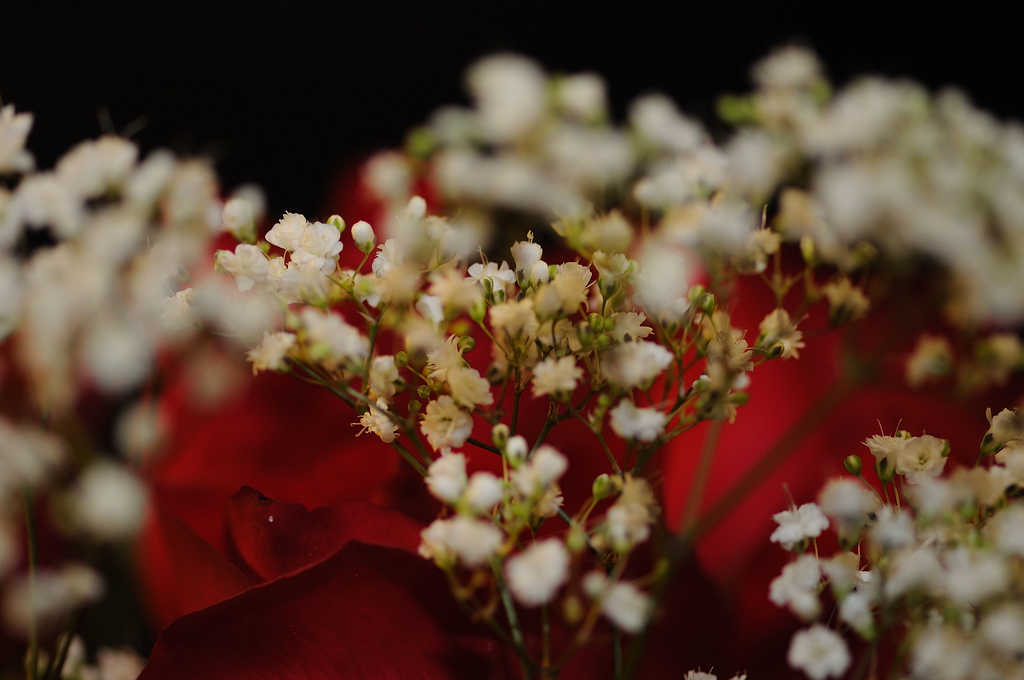Valentine's Day Roses