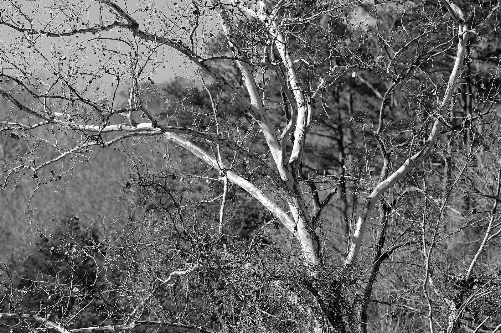 DSC_0020B%26W-X3.jpg