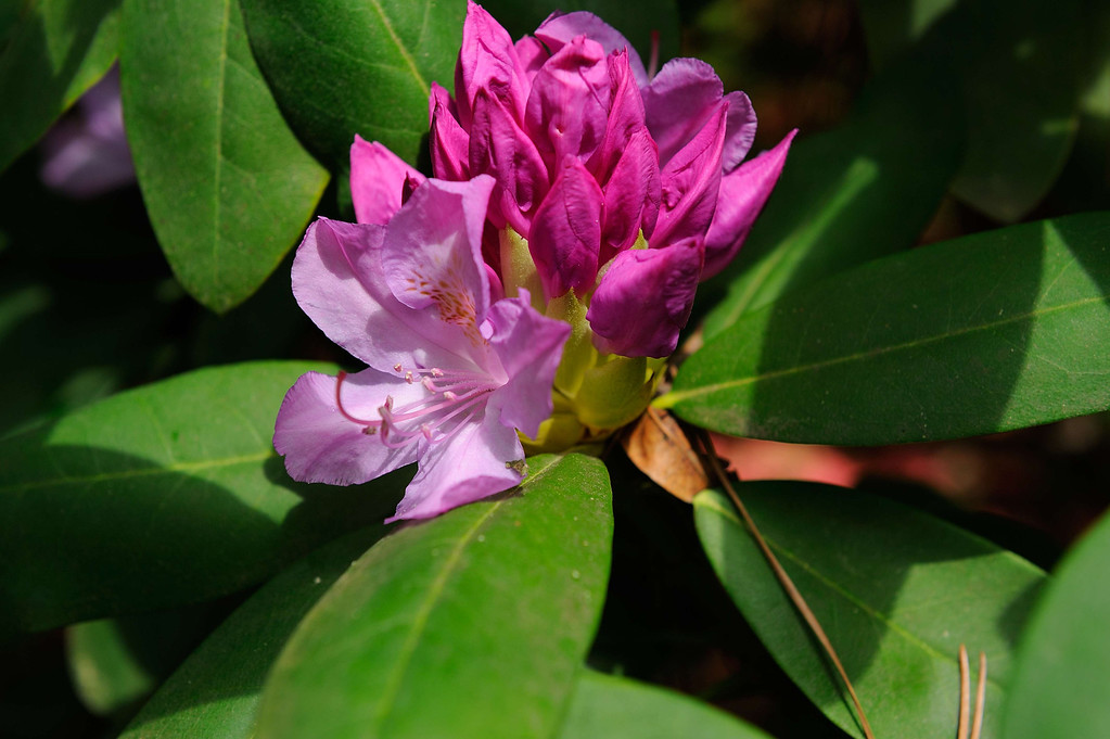 DSC_00026-XL.jpg