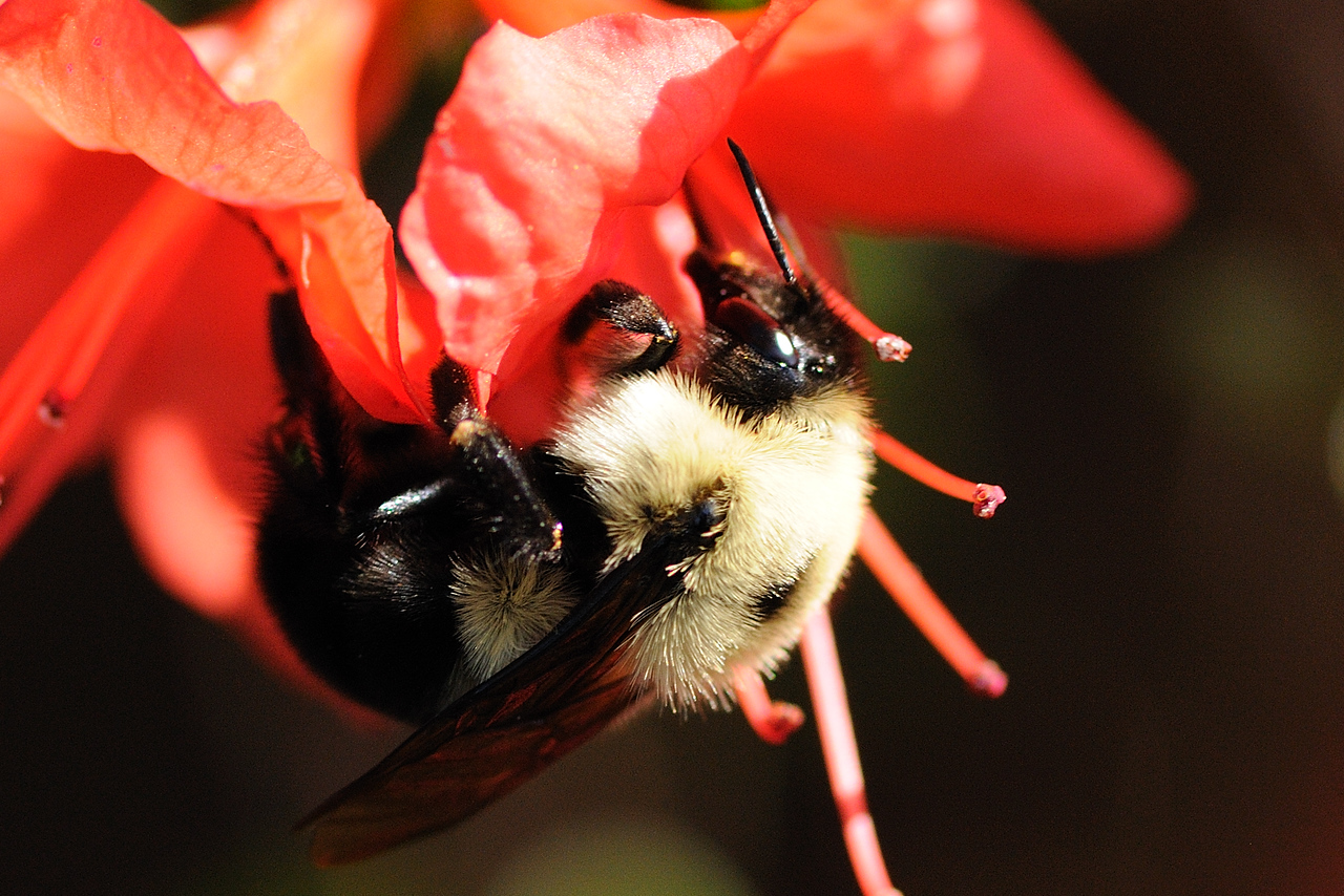 Bee Photos - Spring 2009