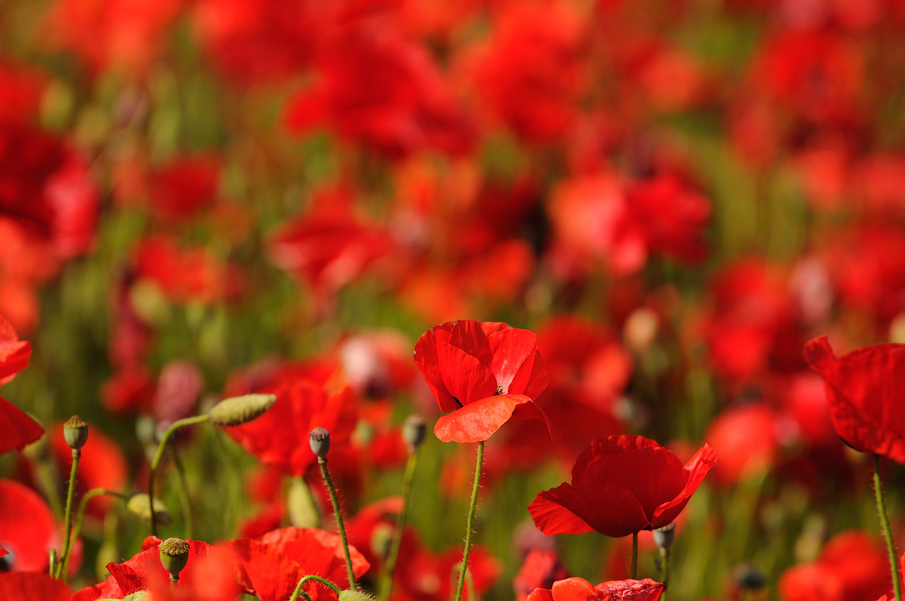 Poppy Field