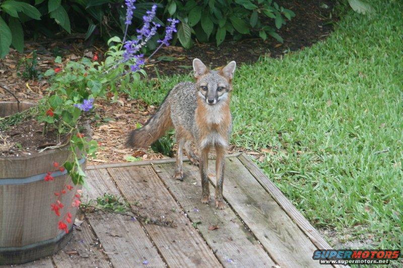 backyard-fox.jpg