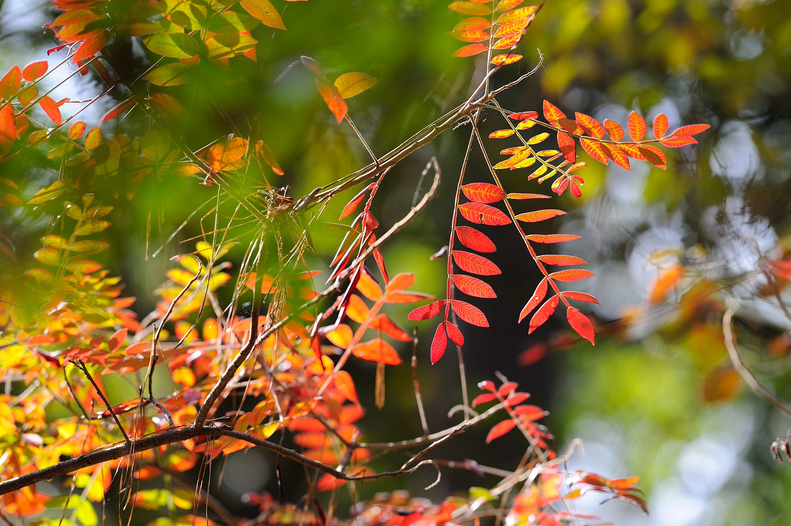 DSC_00072-X3.jpg