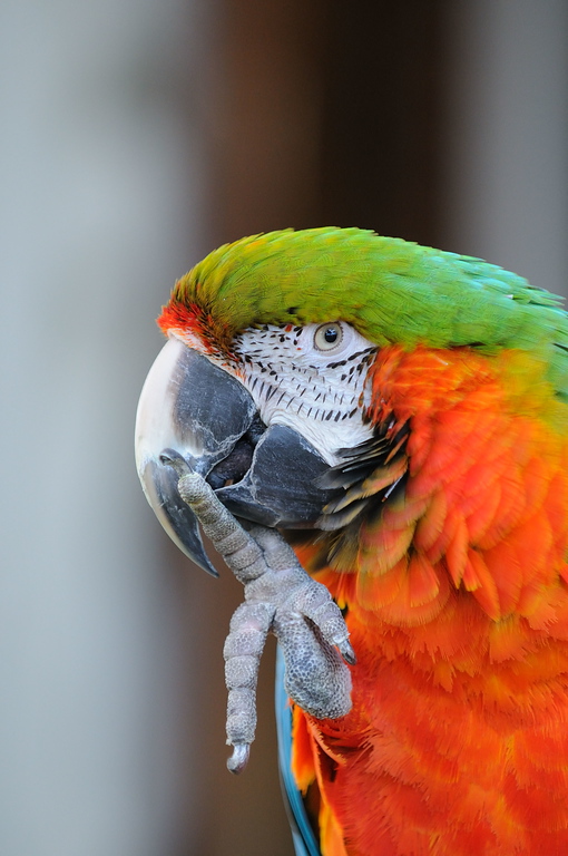 Hawaiian Wildlife