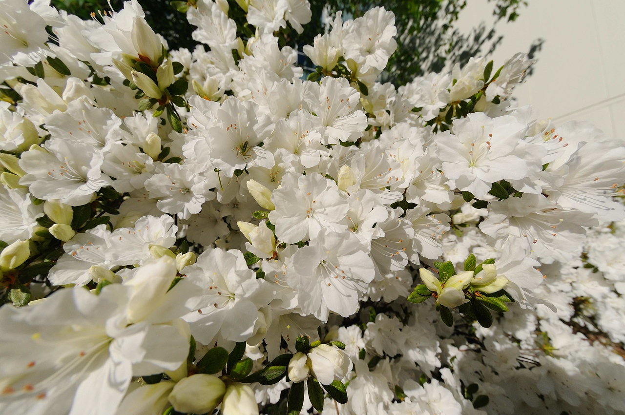 Cherry Blossom, and White Azaleas