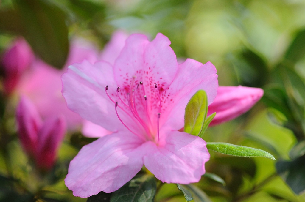 WRAL TV5 Gardens, Raleigh, NC