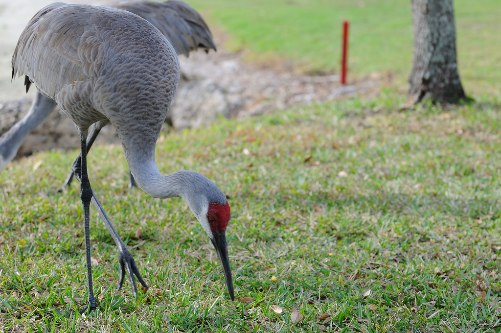 Sandhill Cranes