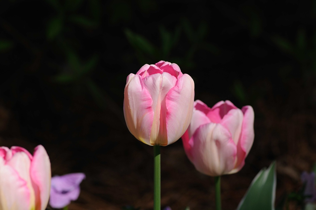WRAL TV5 Gardens, Raleigh, NC