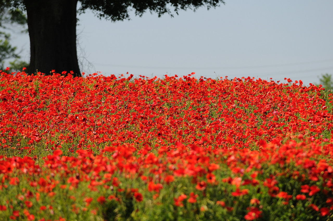Poppy Field