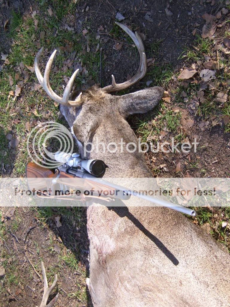 Deer07081.jpg