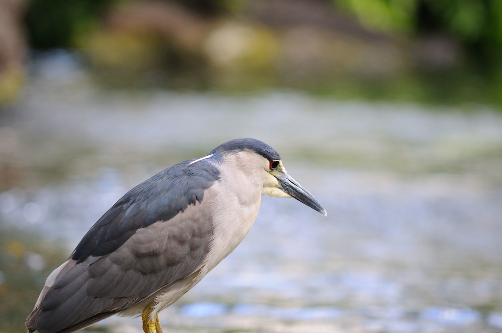 Hawaiian Wildlife