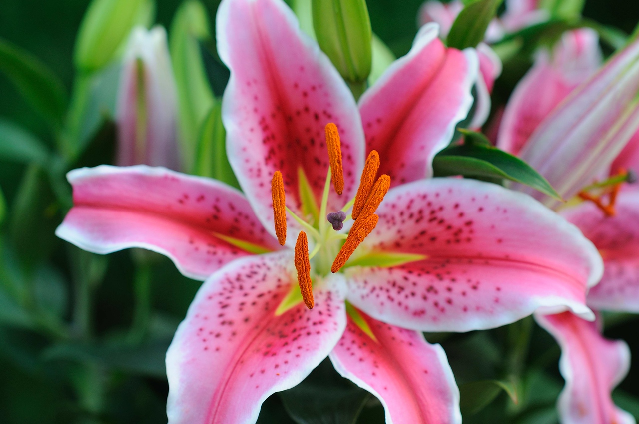 Stargazer Lili