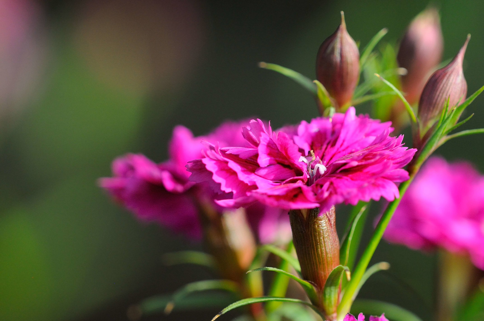 DSC_00107-X3.jpg