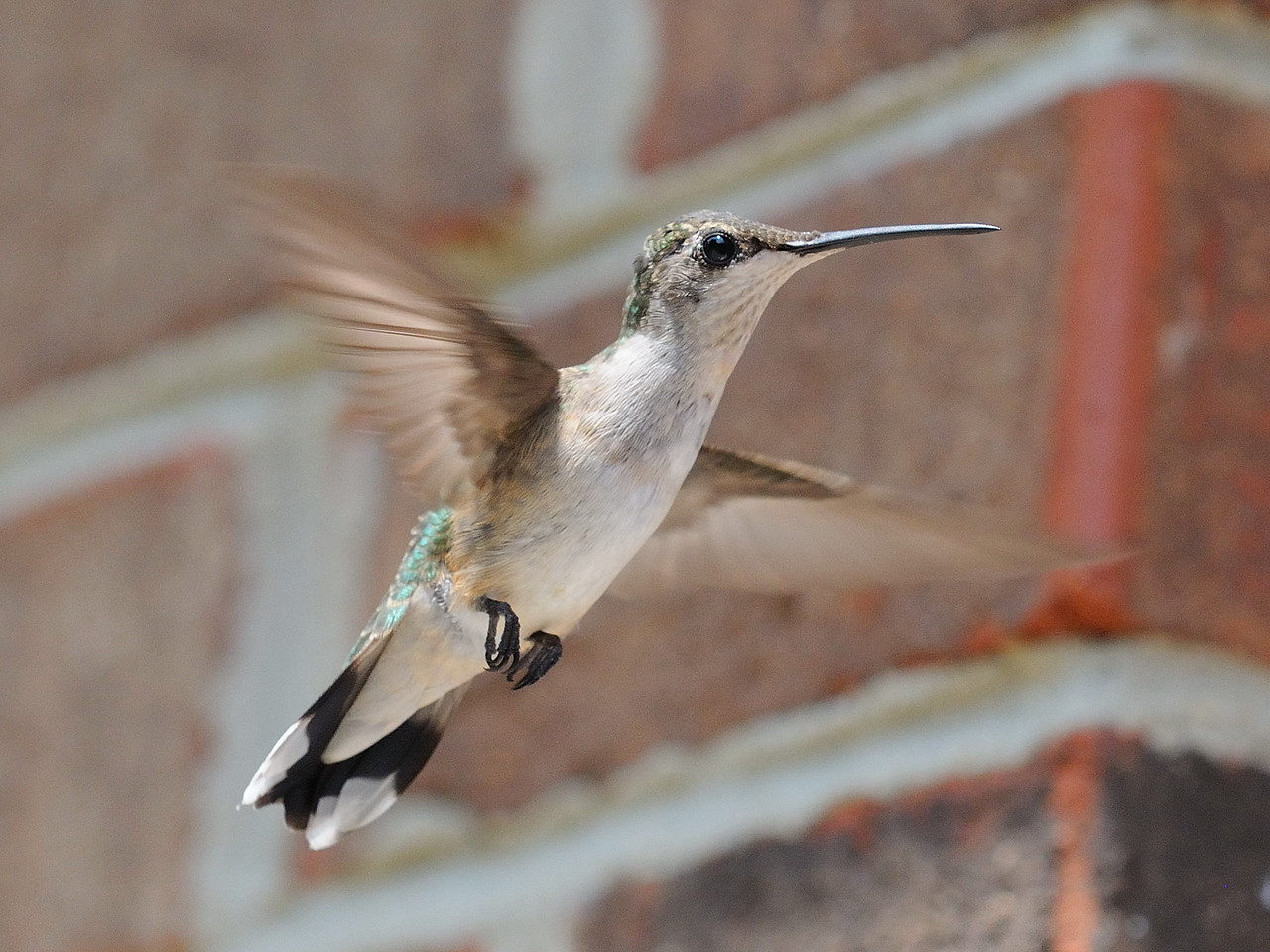 A Couple Birds
