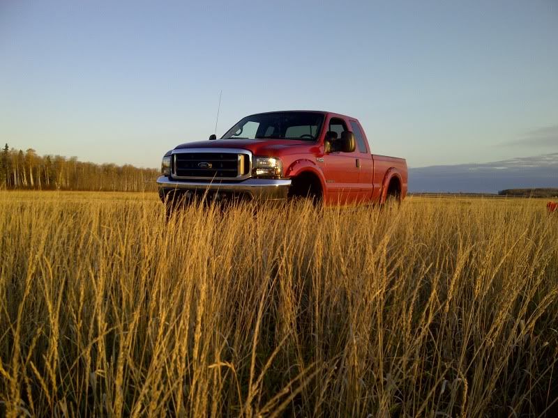 whitetail007.jpg