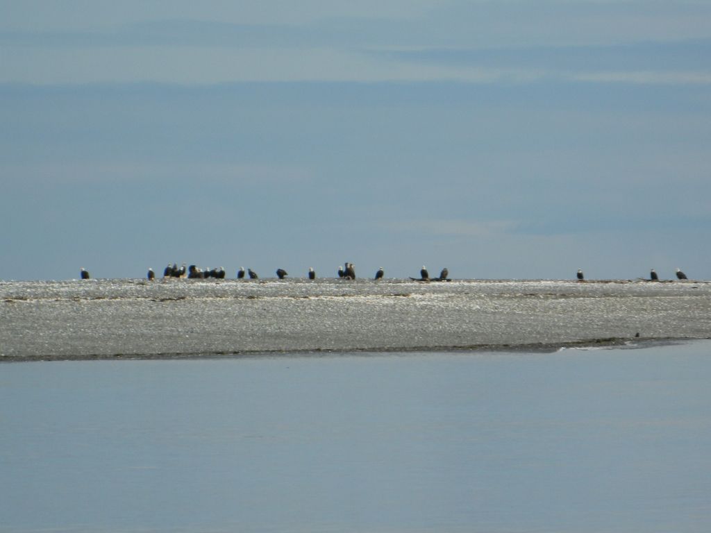 fishescott021.jpg