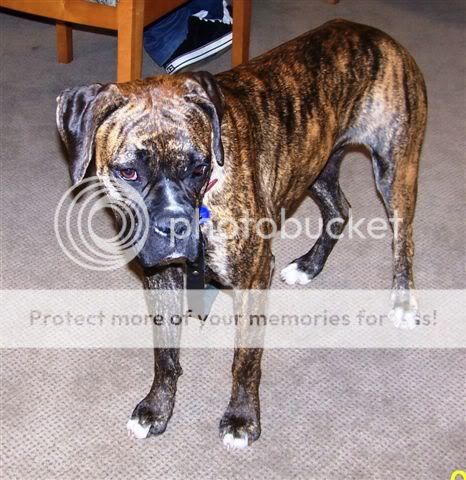 Gracie006.jpg