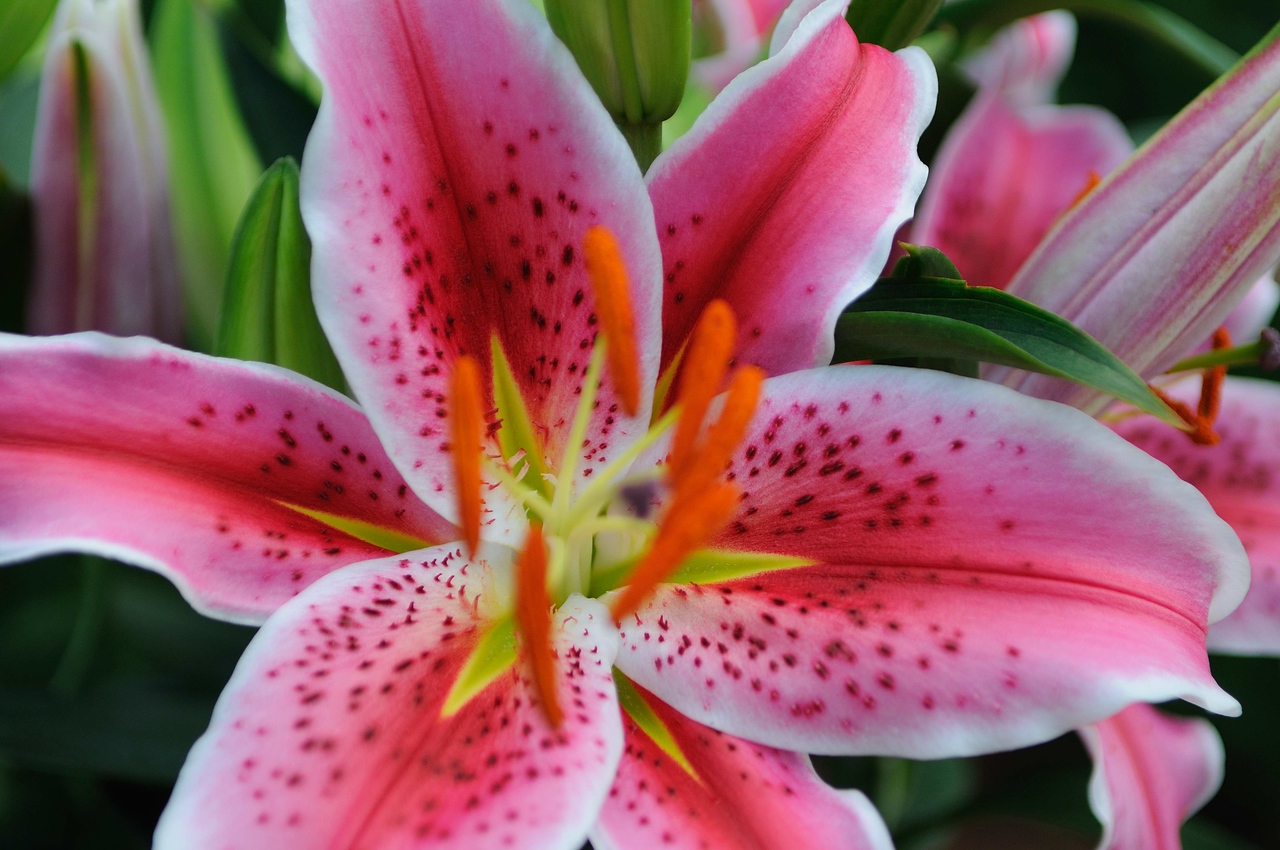 Stargazer Lili