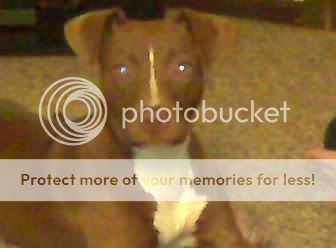 Too bad I can't have a dog..